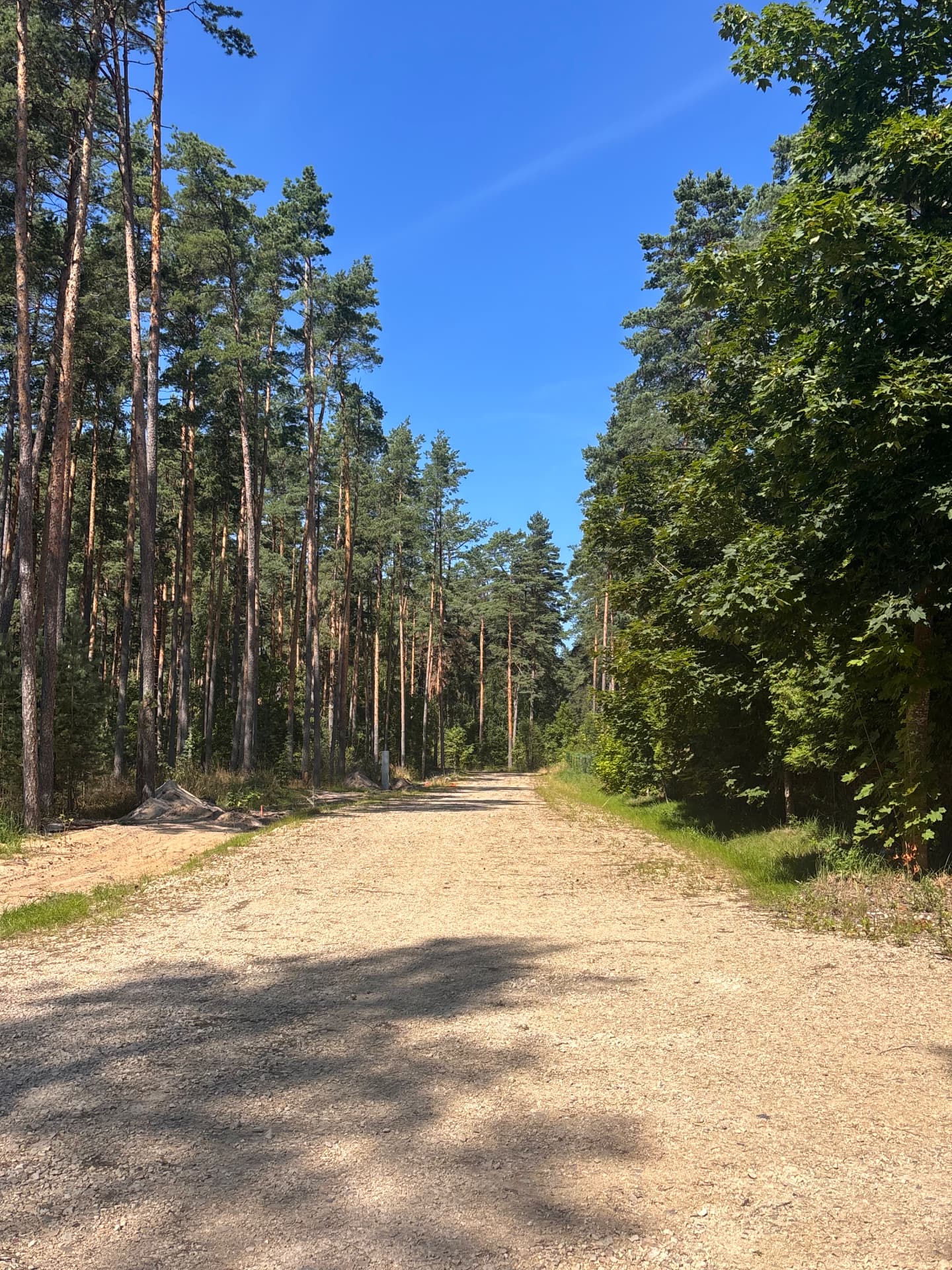 Wide gravel road lined with tall pines at the CEDERI development