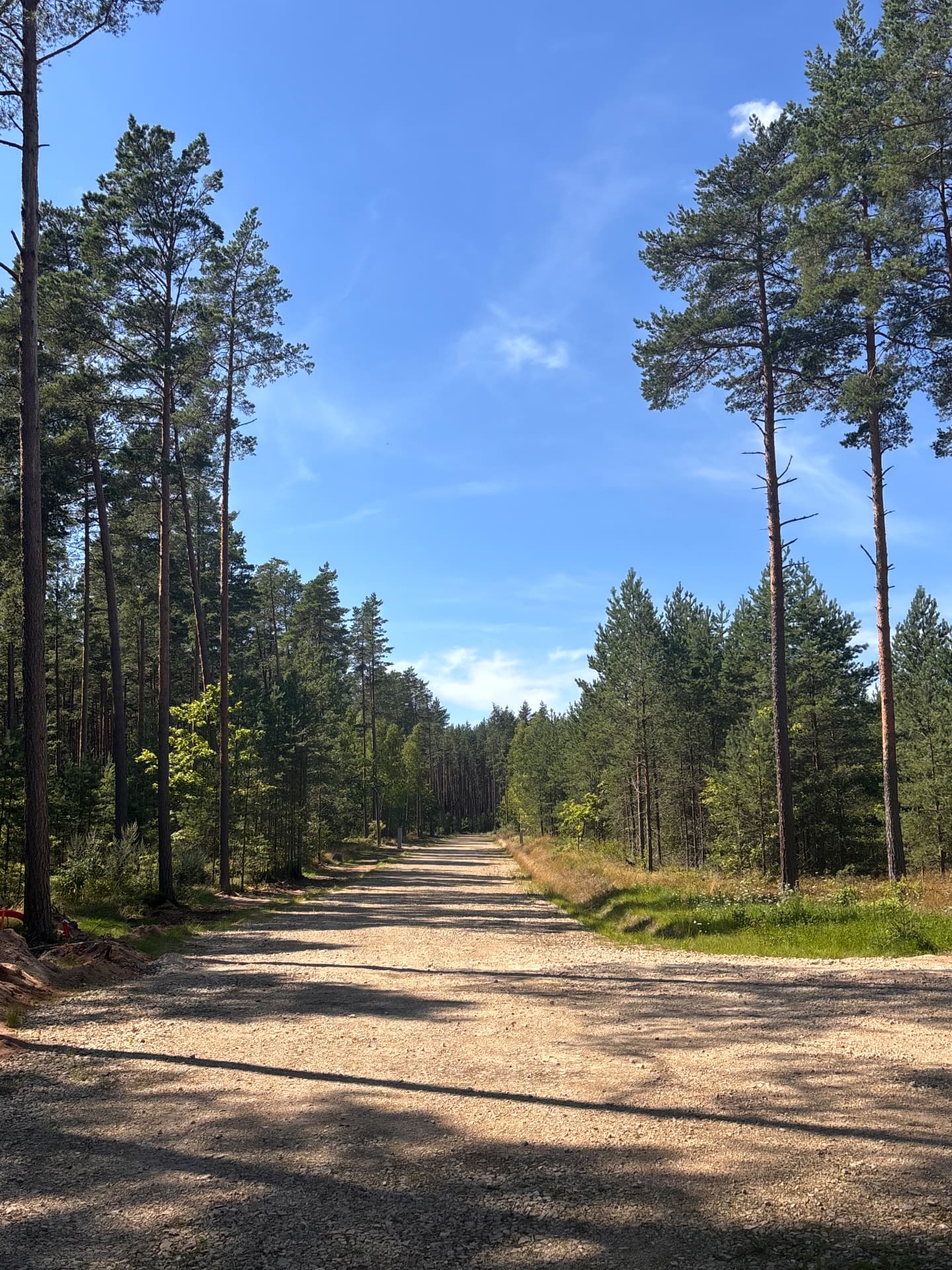 Gravel access road through pine forest at CEDERI, Jurmala